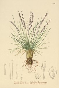 Mat Grass